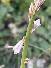 Asphodelus tenuifolius