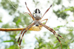 Argiope dang