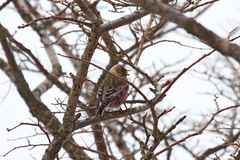 Leucosticte arctoa