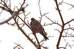 Leucosticte arctoa