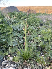 Asphodelus tenuifolius