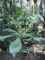 Anopterus glandulosus