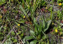Potentilla stolonifera