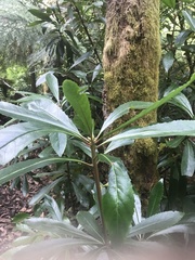 Anopterus glandulosus