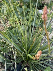 Asphodelus tenuifolius