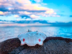 Ovalipes australiensis