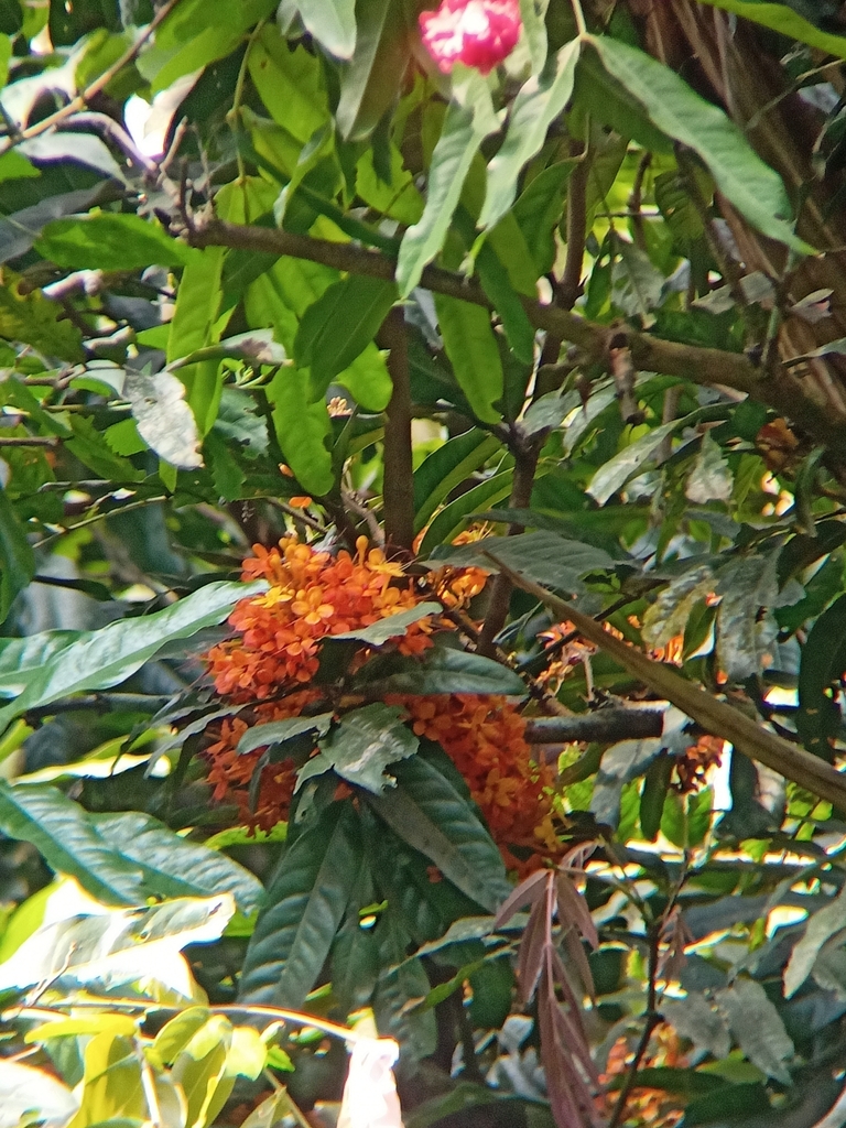 Ashoka