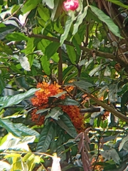 Saraca asoca