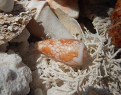 Conus omaria