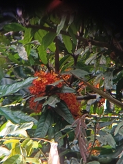 Saraca asoca