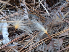 Urceola rosea