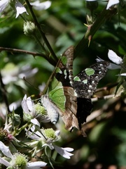 Graphium macleayanus moggana
