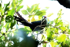 Phaenicophaeus tristis