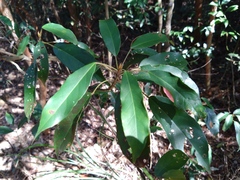 Elaeocarpus japonicus