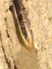 Eutropis carinata