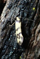 Olbonoma triptycha