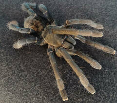 Cyriopagopus longipes