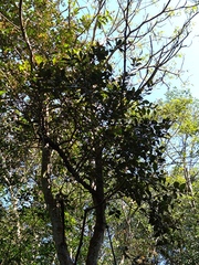 Alnus formosana