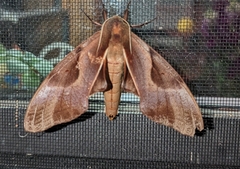 Coequosa triangularis