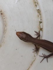 Eutropis carinata