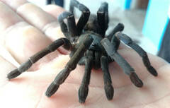 Cyriopagopus longipes