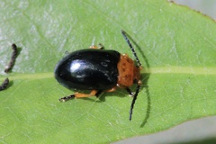 Lamprolina simillima