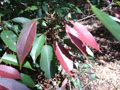 Elaeocarpus japonicus