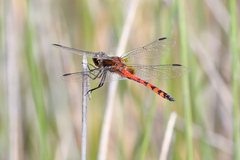 Austrothemis nigrescens