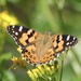 Australian Painted Lady - Photo (c) gggpellas, some rights reserved (CC BY-NC)