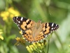 Australian Painted Lady - Photo (c) gggpellas, some rights reserved (CC BY-NC-ND)