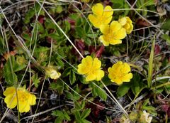 Potentilla stolonifera