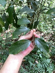 Cryptocarya chinensis