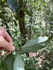 Cryptocarya chinensis