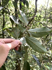 Cryptocarya chinensis