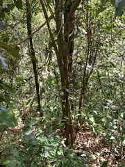 Cryptocarya chinensis