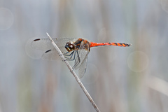 Austrothemis nigrescens
