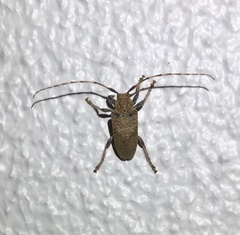 Polyacanthia flavipes