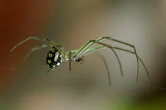 Leucauge argentina