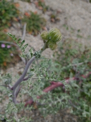 Chaenactis artemisiifolia