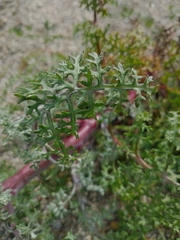 Chaenactis artemisiifolia