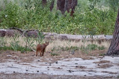 Caracal caracal
