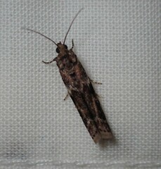 Ephestiopsis oenobarella