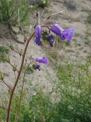 Phacelia minor