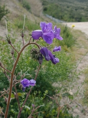 Phacelia minor