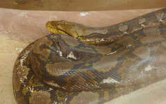 Malayopython reticulatus