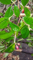 Erythroxylum coffeifolium