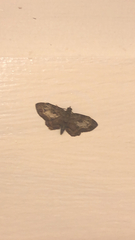 Chloroclystis filata