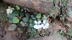 Viola formosana