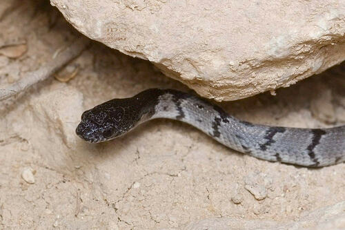 Hoogstraal's catsnake