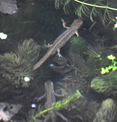 Lissotriton vulgaris